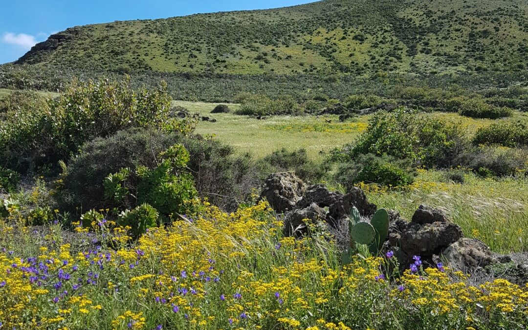 Lanzarote Spring Is Here!
